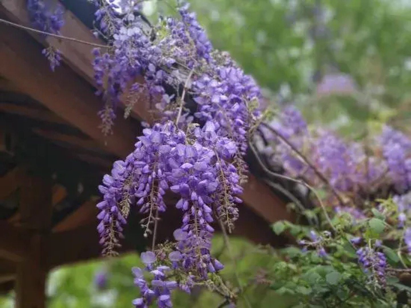 Yunshe Puju Guesthouse