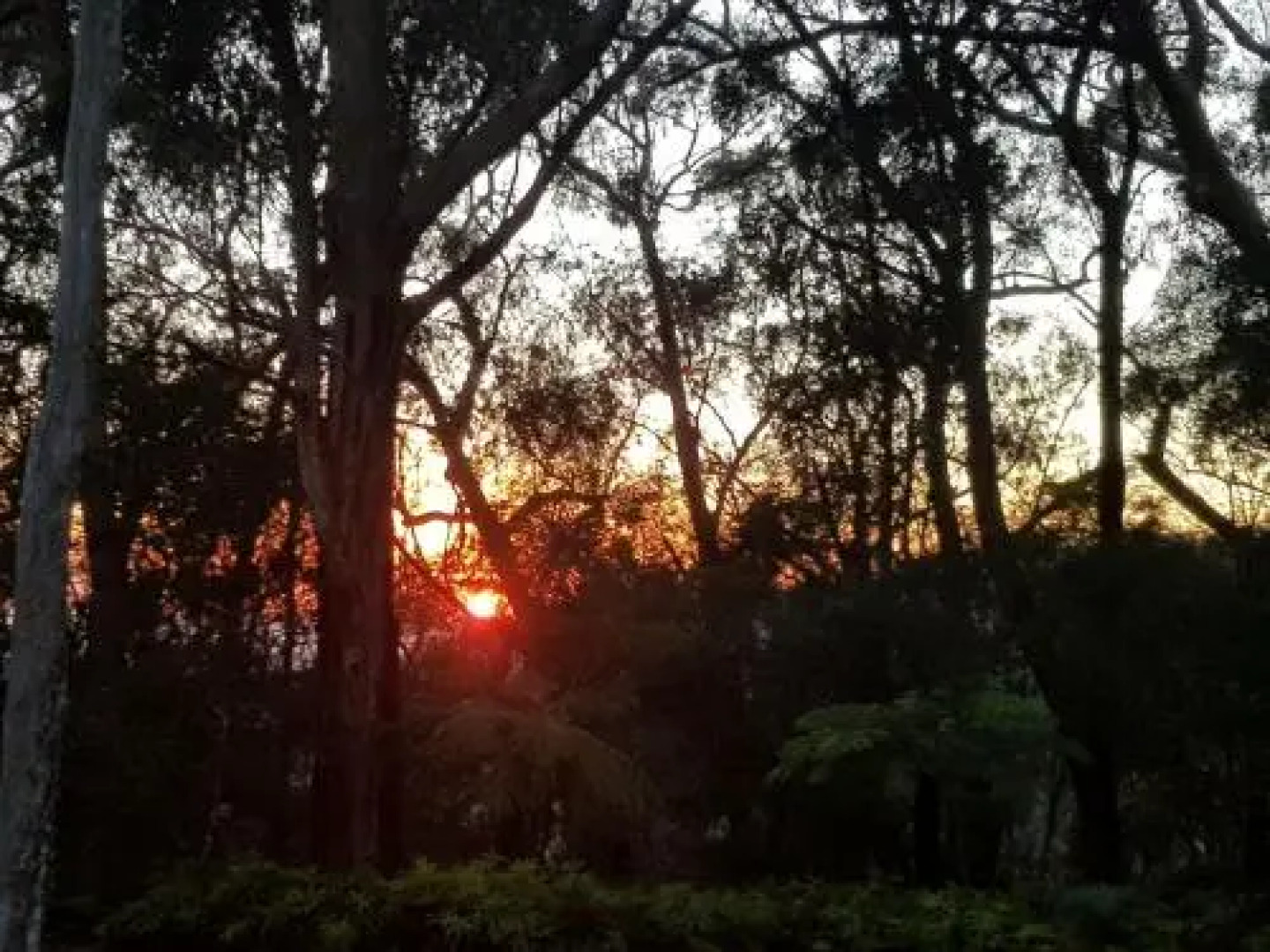 Buddha Cottage Springbrook