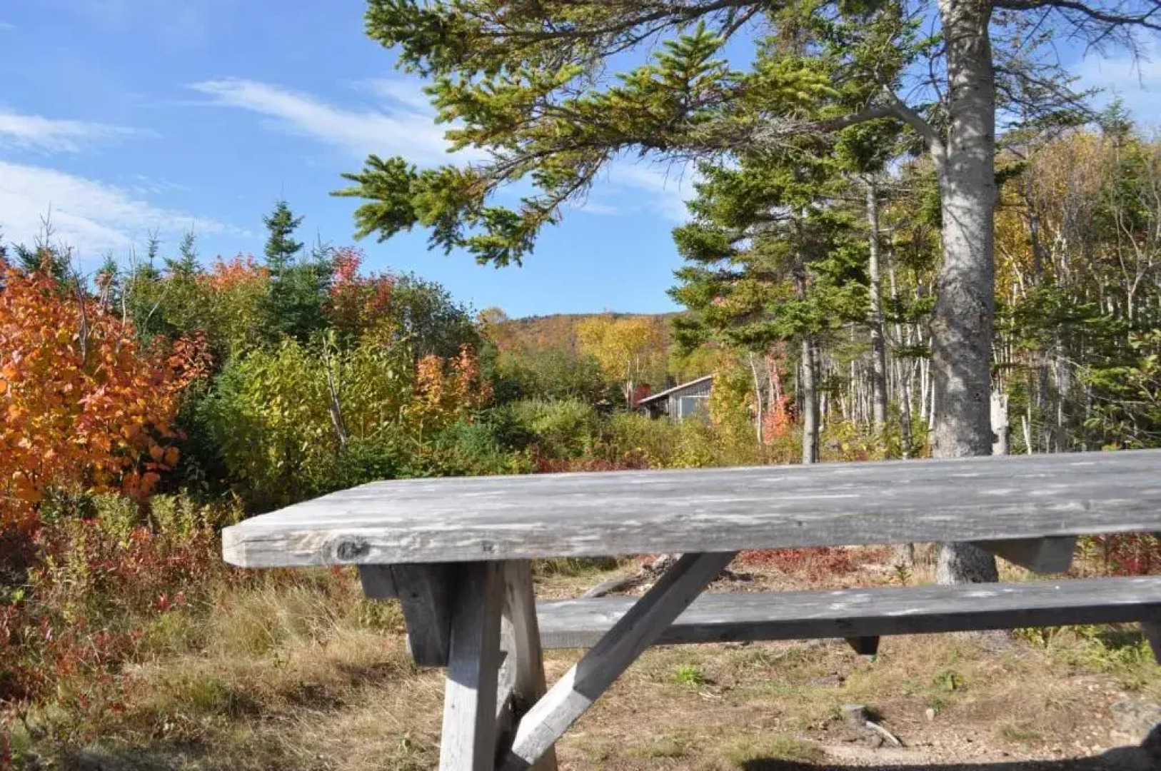 The Dancing Moose Cafe