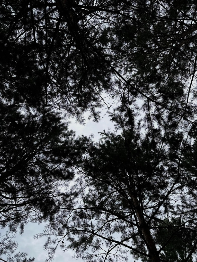 Сосновый рай