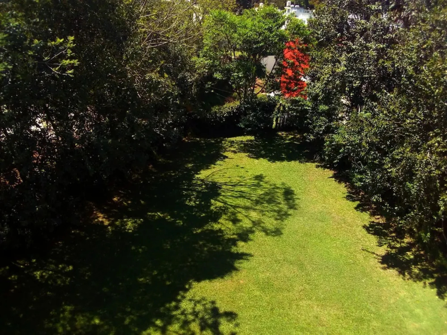 House of Ficus Banderilla,veracruz-mexico