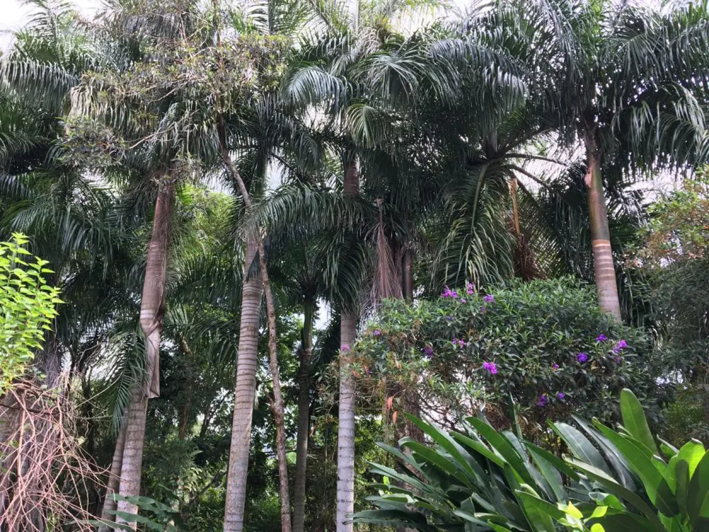 Quinta Das Palmeiras