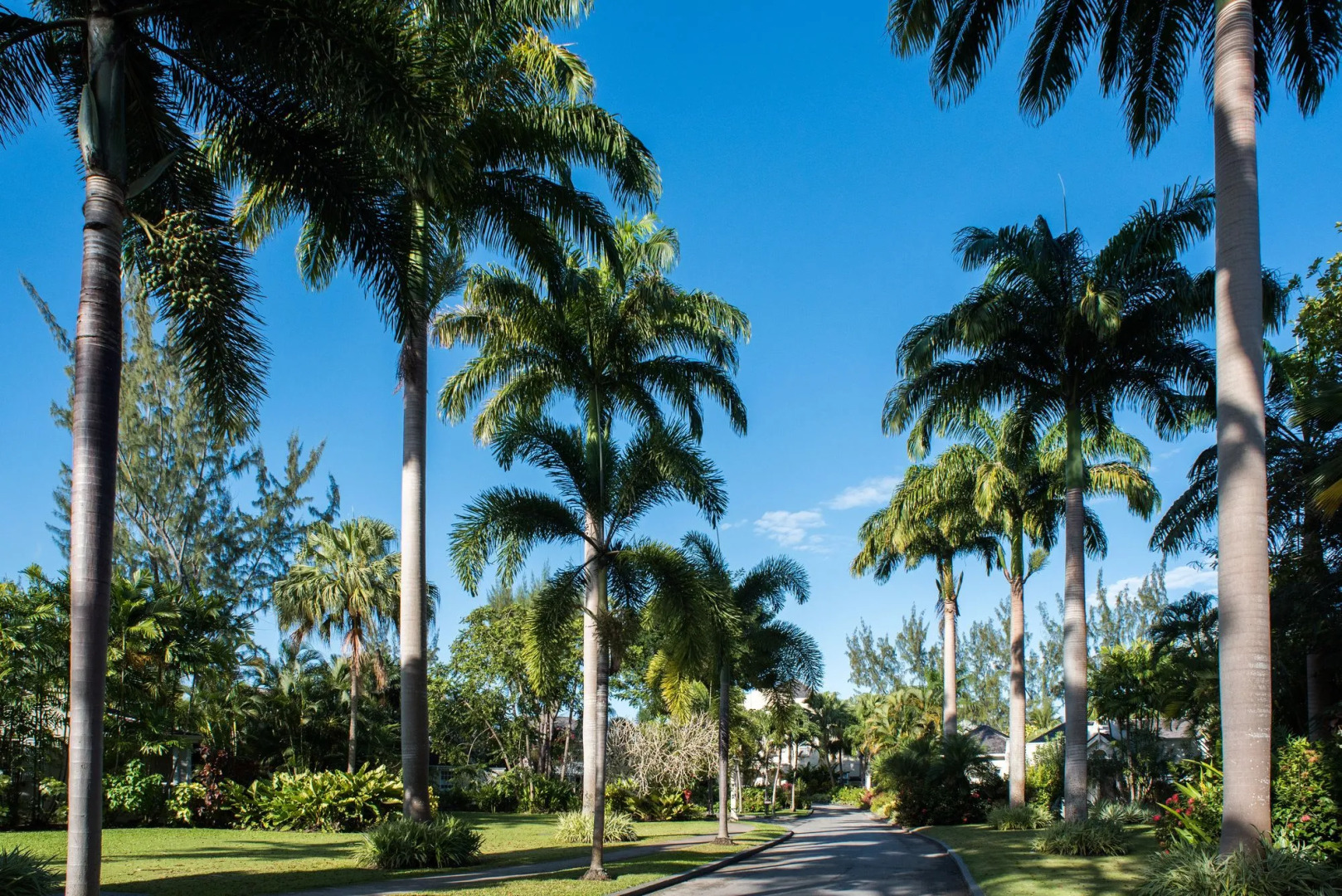 Coral Reef Club