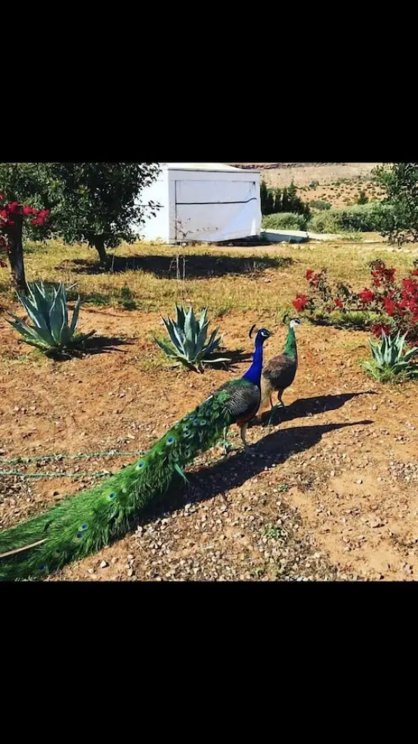 Safa Boulaouane Eco-Lodge