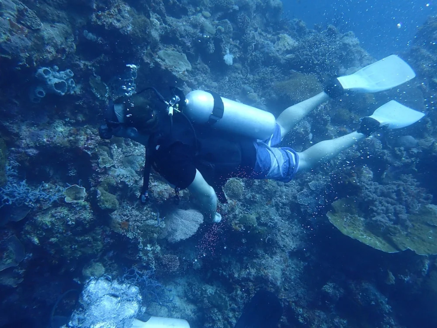 Hoga Island Dive Resort Wakatobi