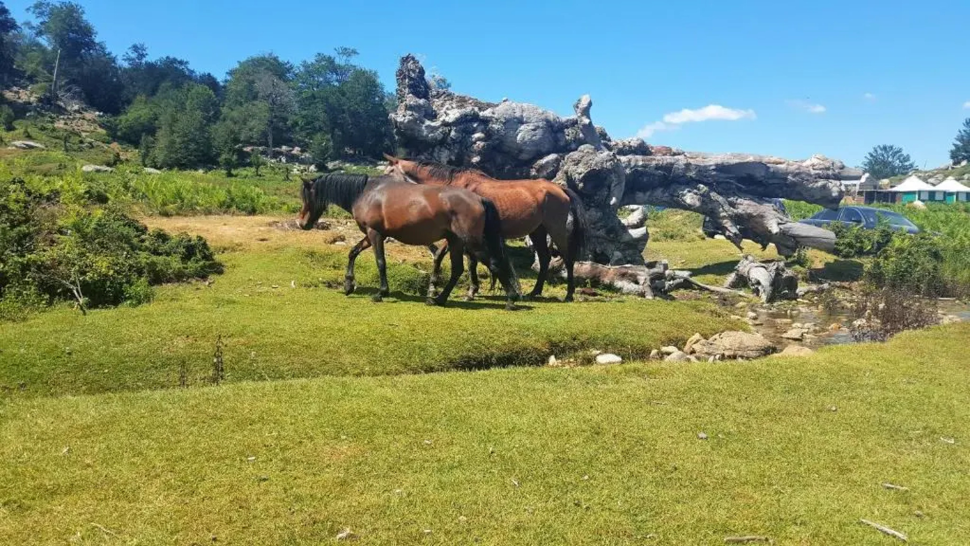Les Chalets Et Gite du Haut Taravo