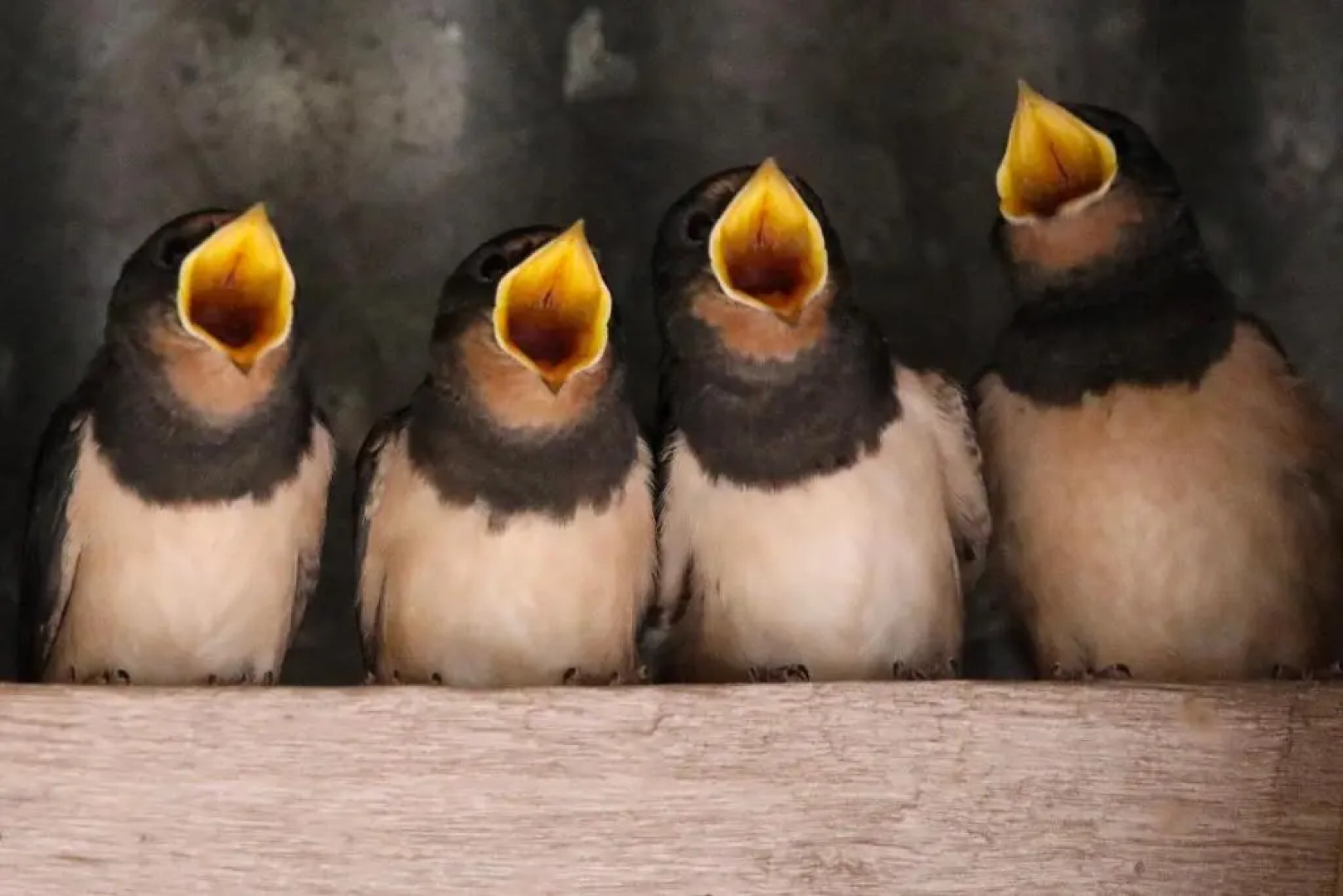 Court Farm Holiday Bungalows Ltd