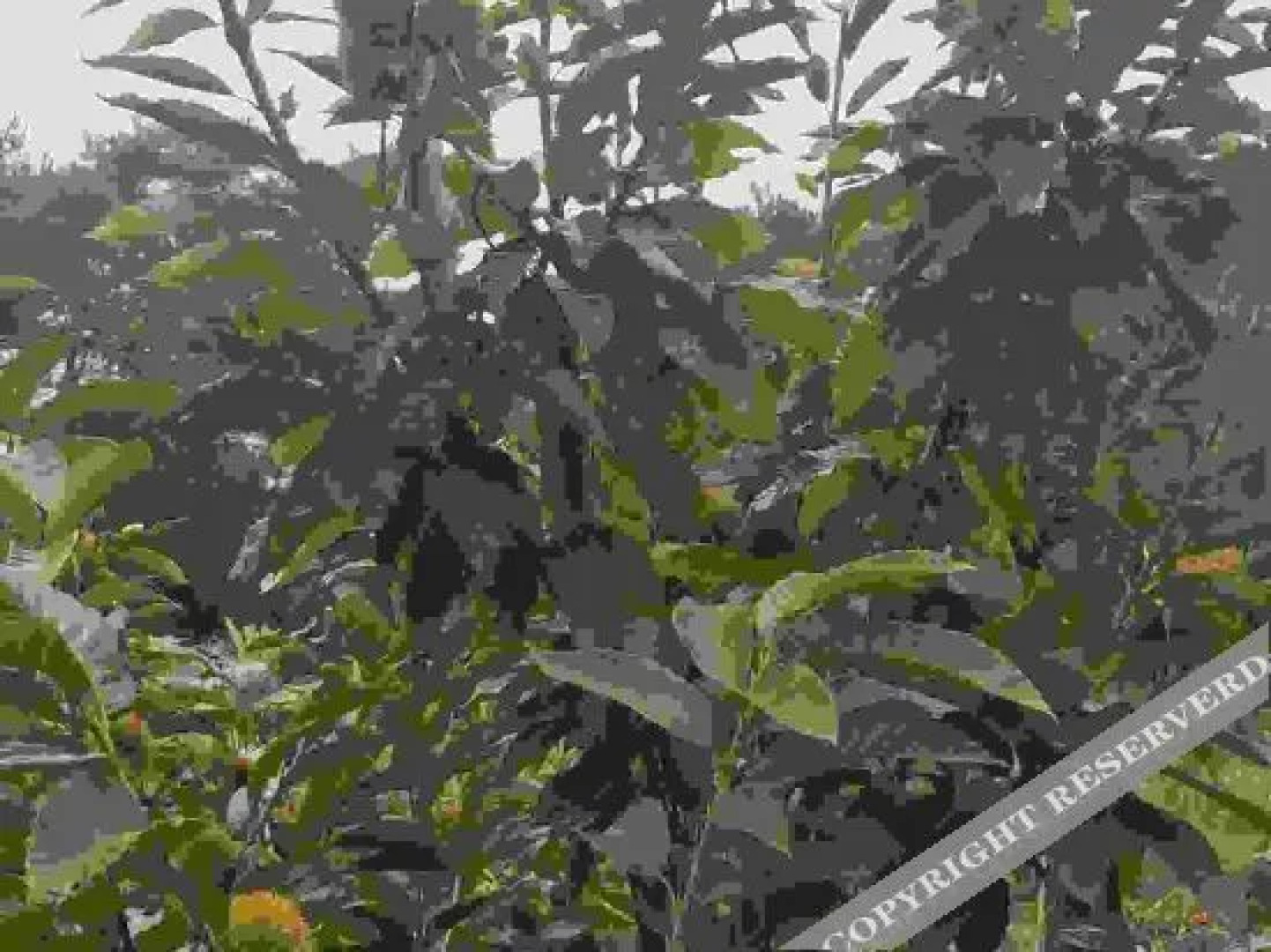 Shaoshan Huayazi Hotel