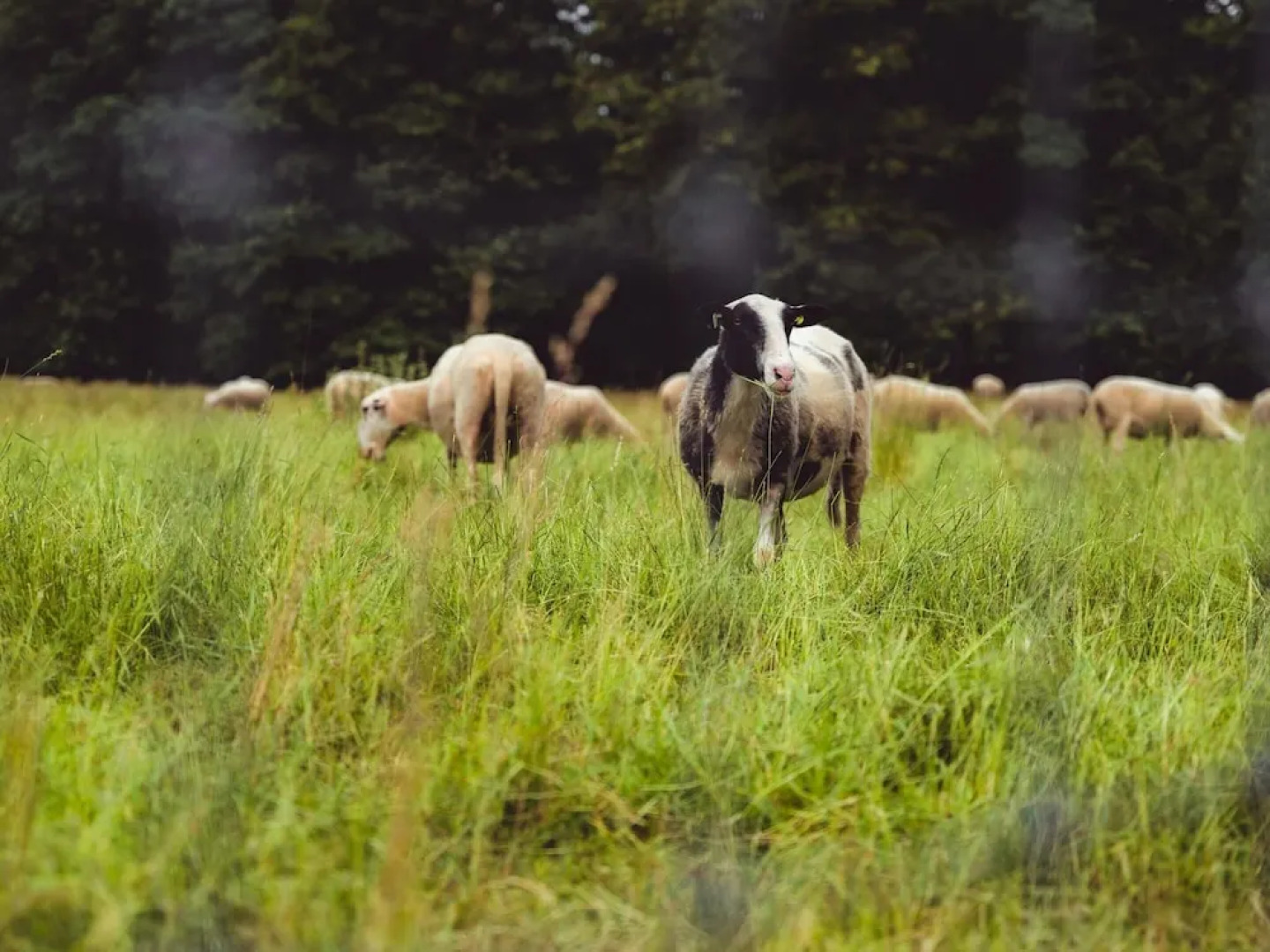 Private Chalet in the Woods