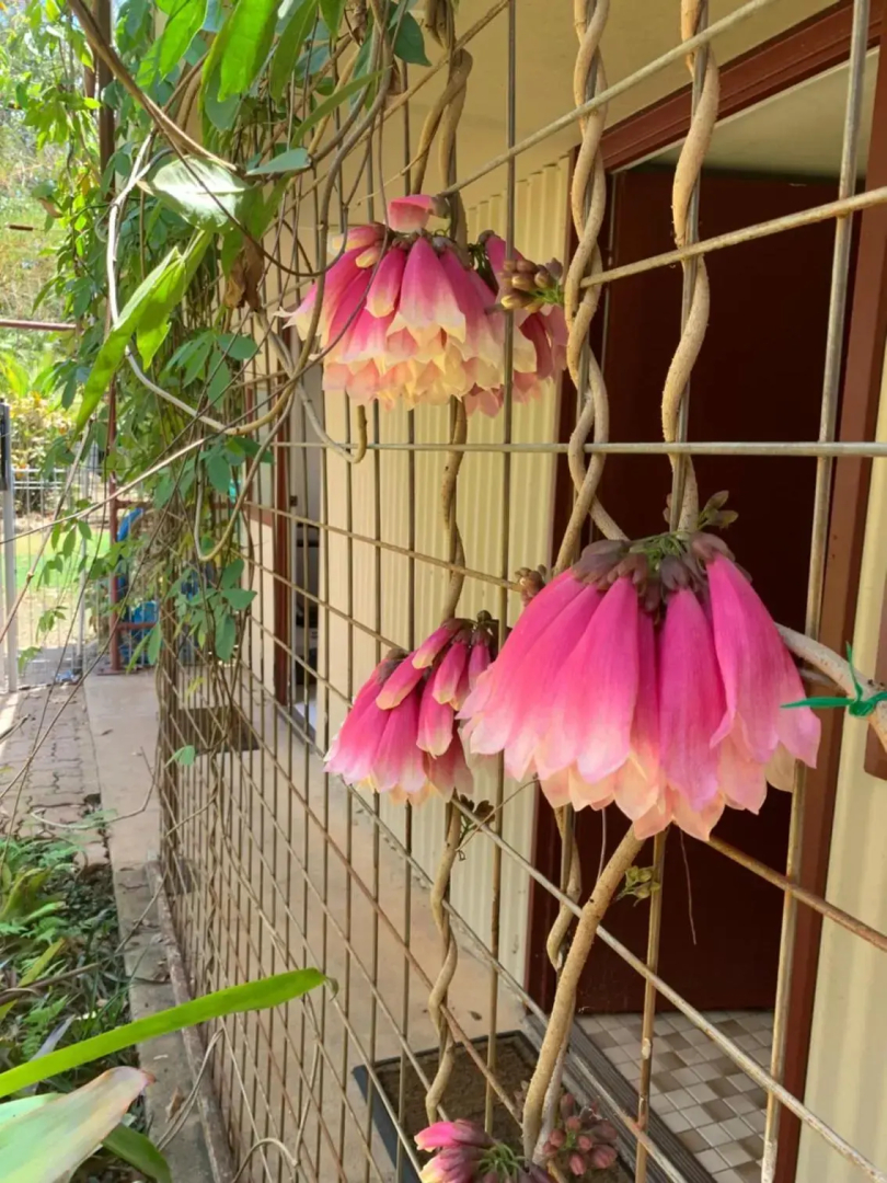 Spring Homestead
