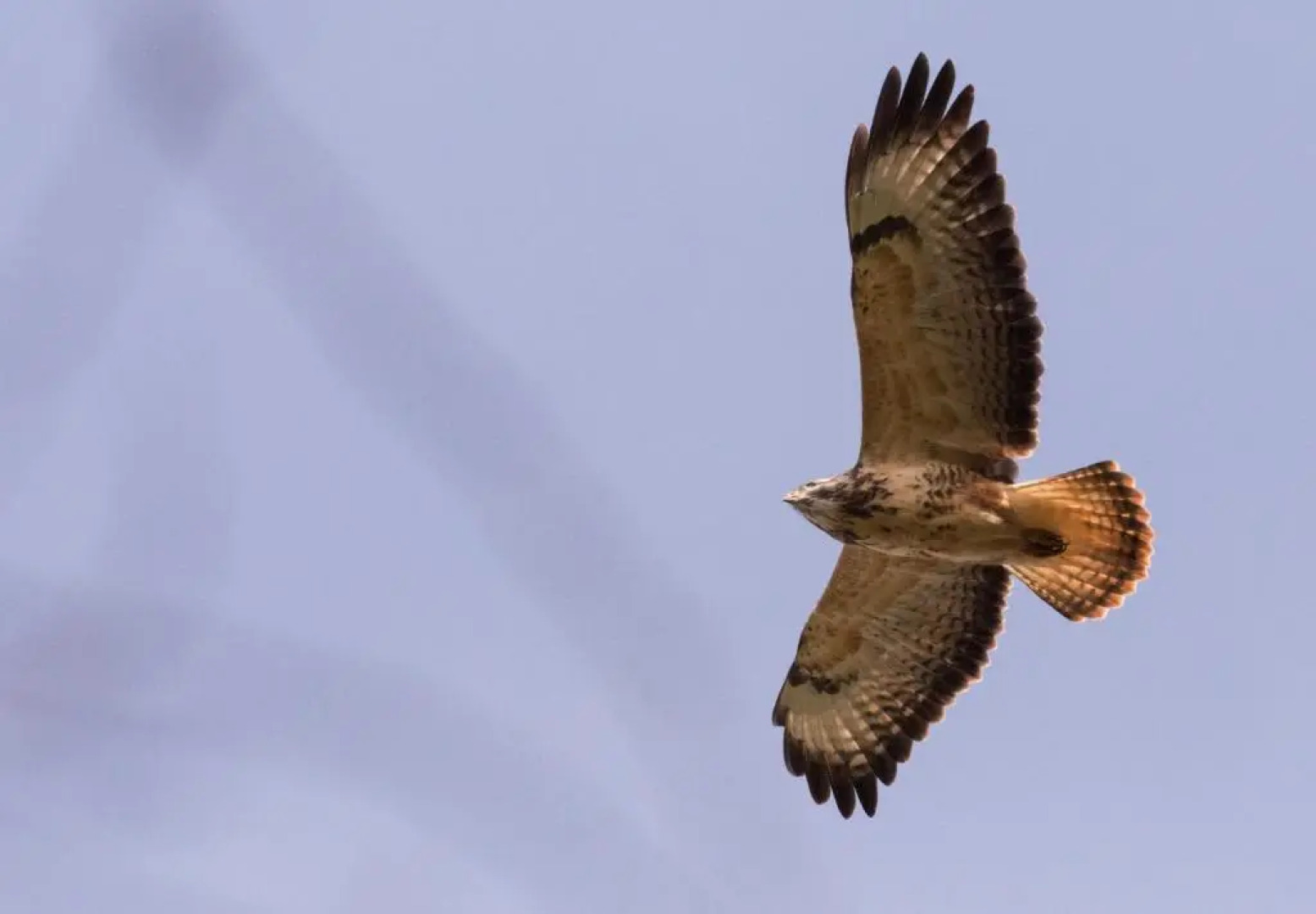 Brambles Bed and Breakfast