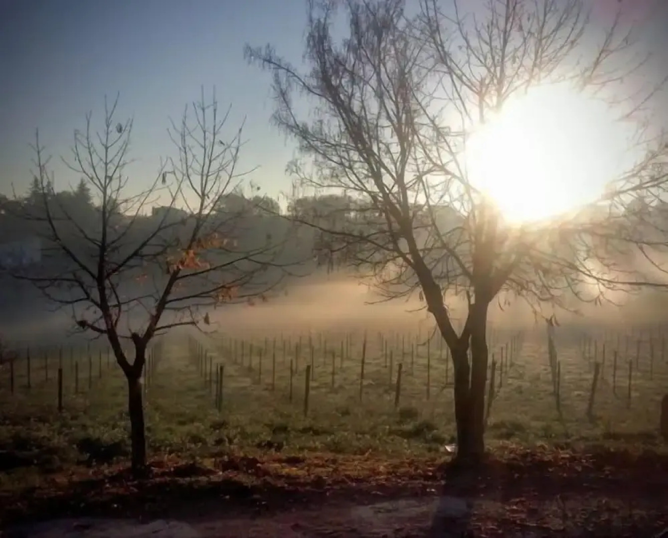 Angelucci Agriturismo con Camere e Agri Camping