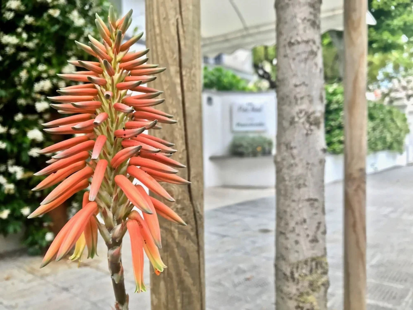 Petit Hotel - Hotel a 3 stelle a Lido di Camaiore