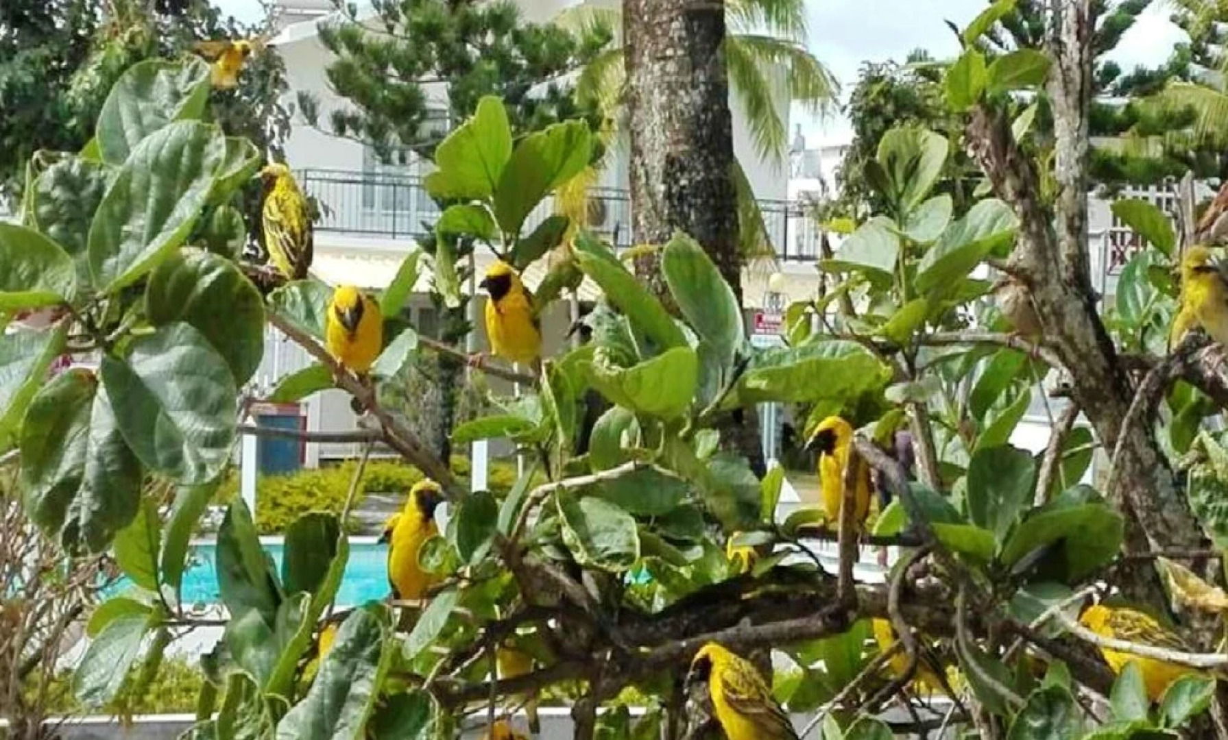 House With in Pereybere With Pool Access and Enclosed Gard