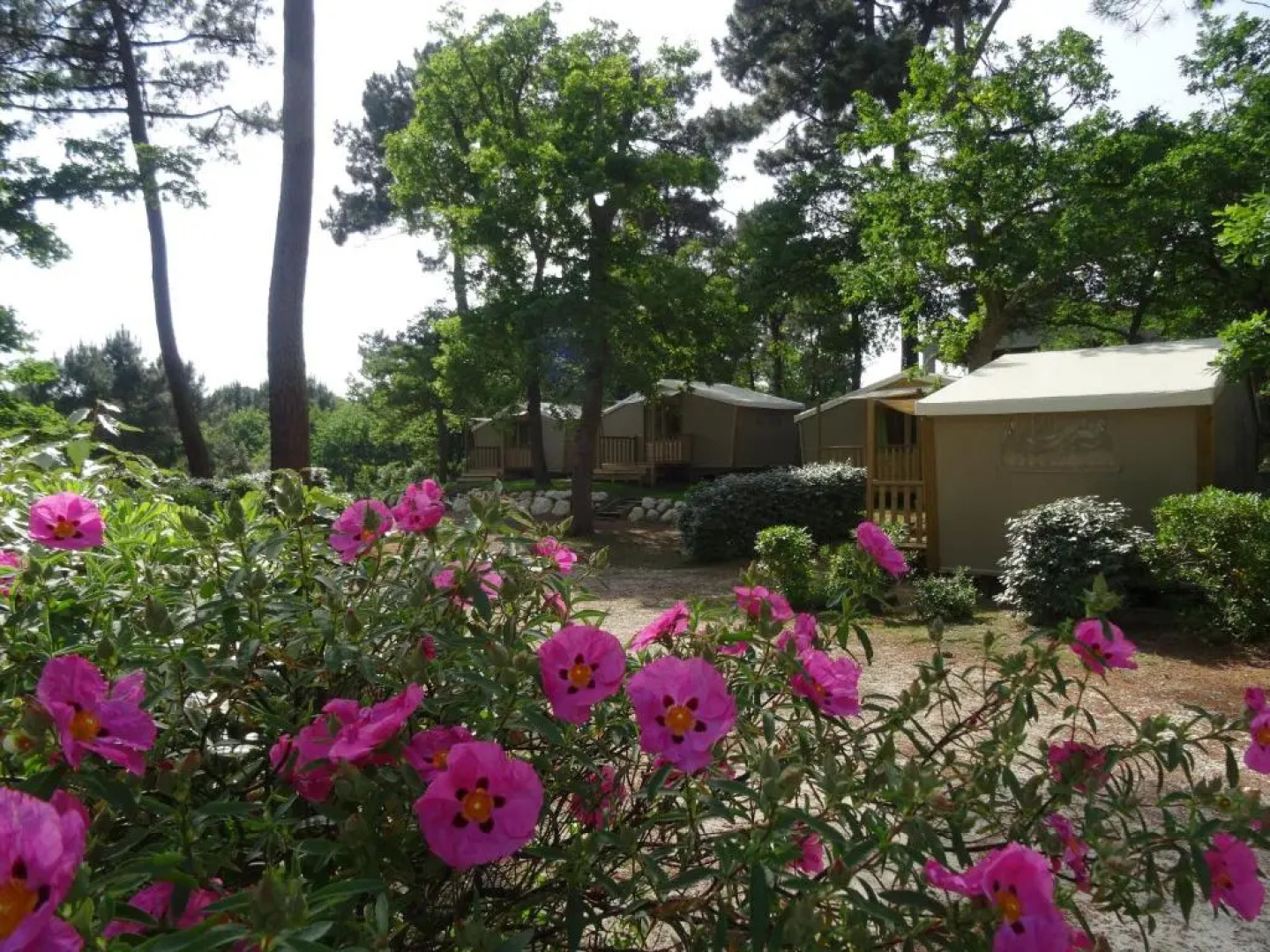 Camping Les Pins de Sel