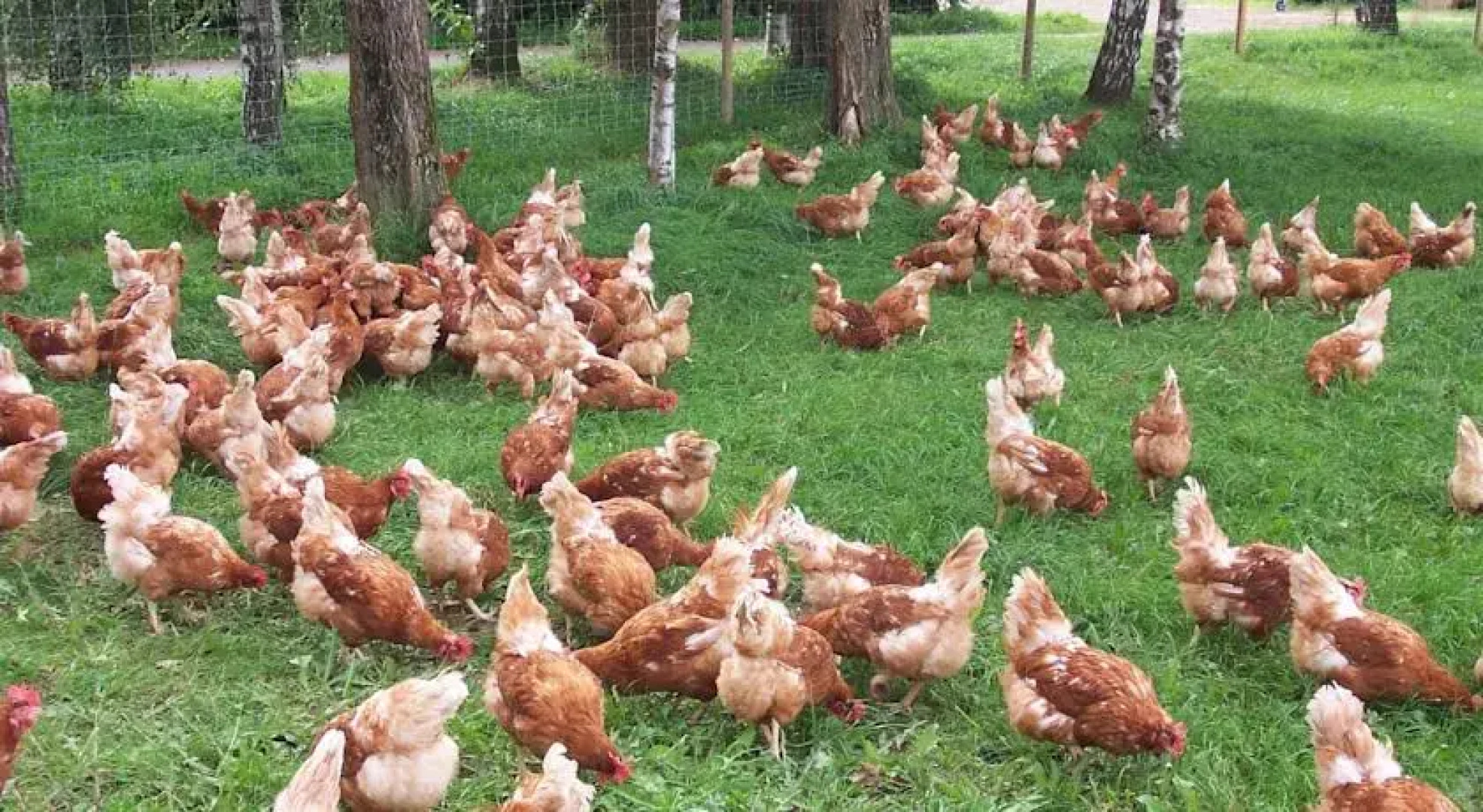 Bauernstube Hähn-Gut