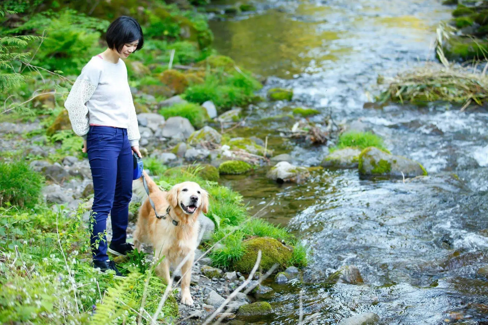 Izumigo Takayama Dog Paradise Hotel