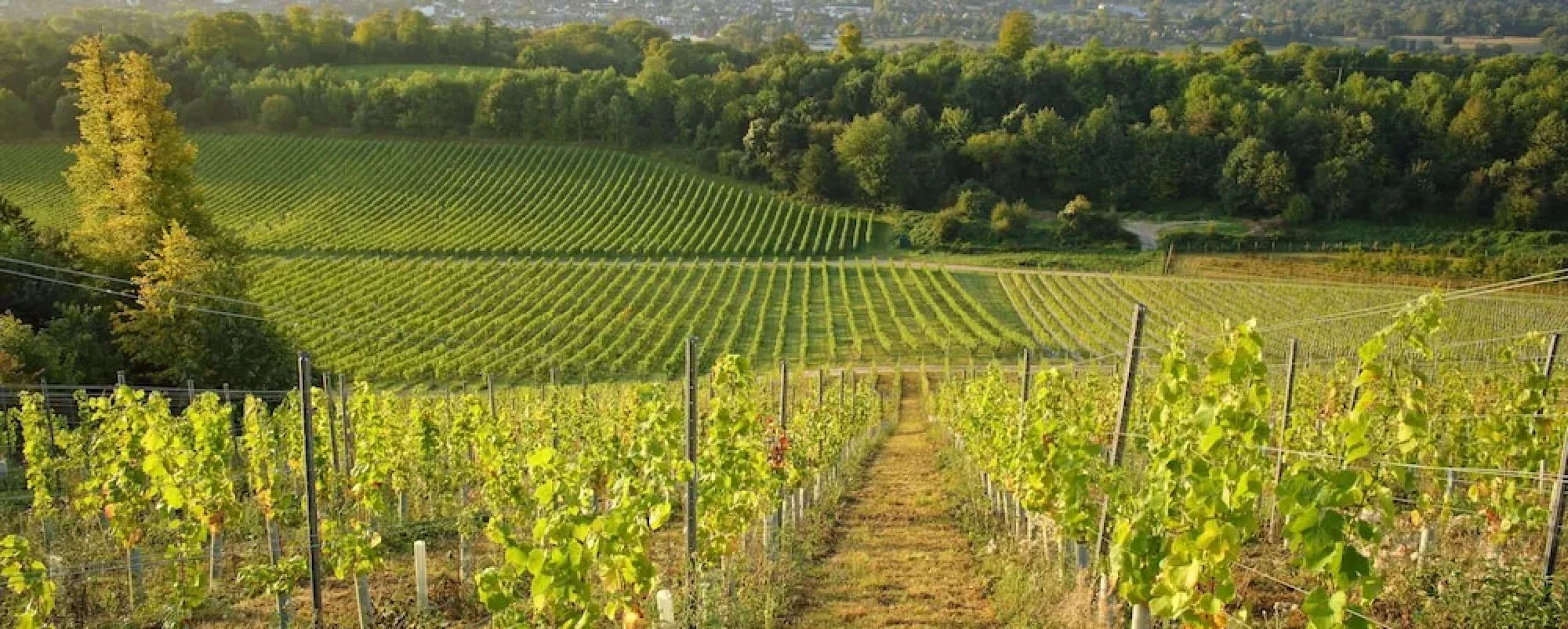 Denbies Farmhouse B&B