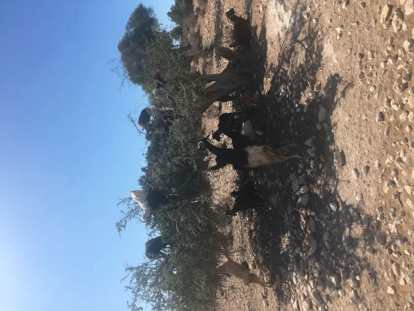 Essaouira Youth Hostel & Social Travel