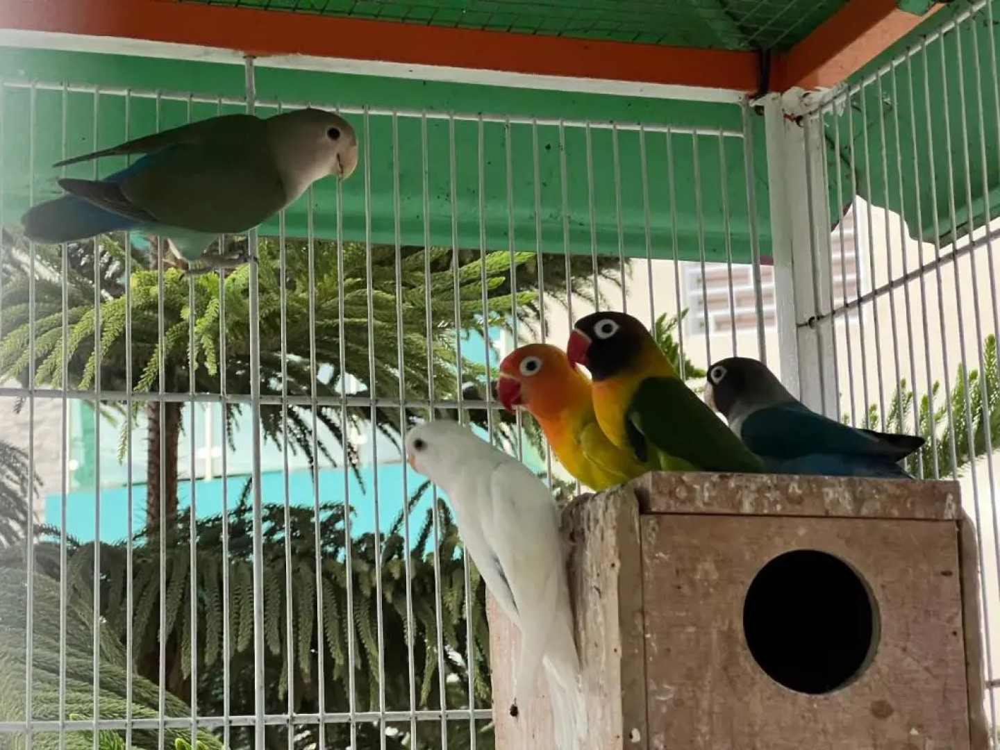 B-5 Aprt. Tipo villa sonidos de las aves.