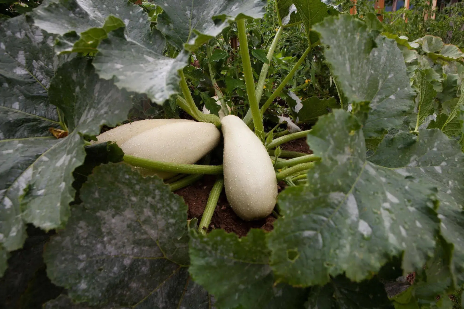 Montanema Handmade Village