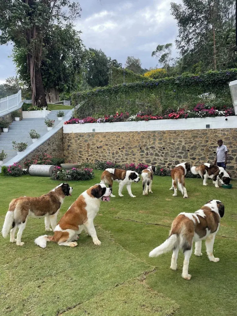 Benito Bungalow by The Serendipity Collection