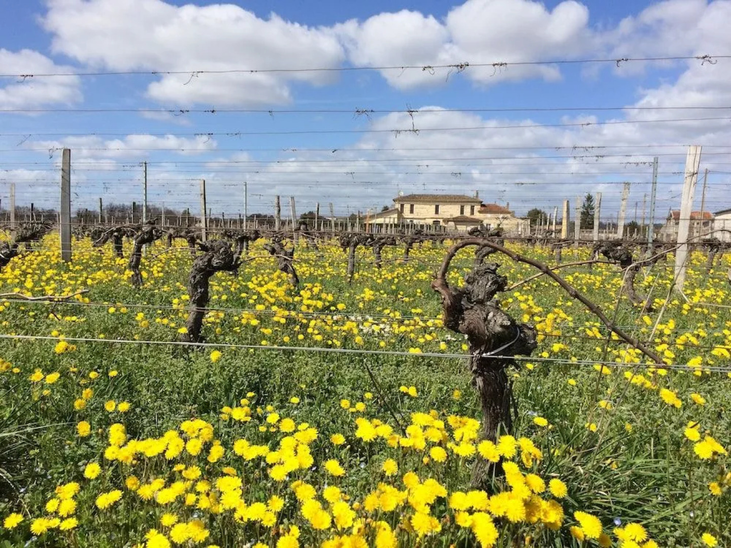 Château la Renommée
