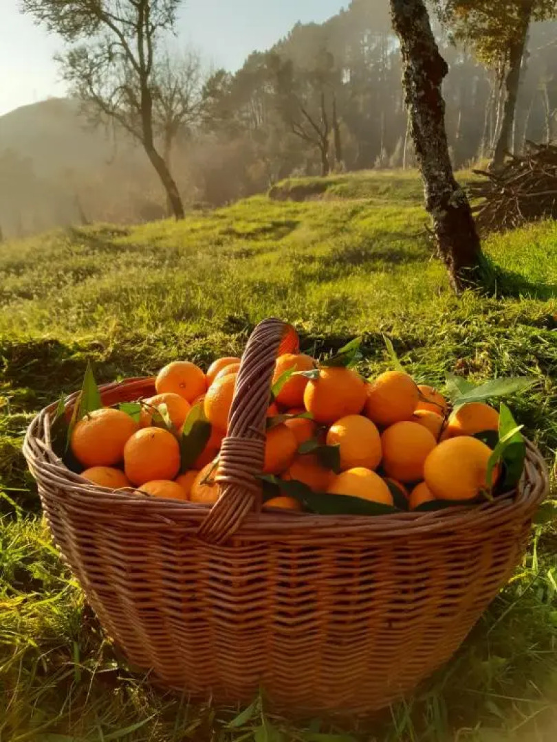 A Casa Com 2 Pereiras