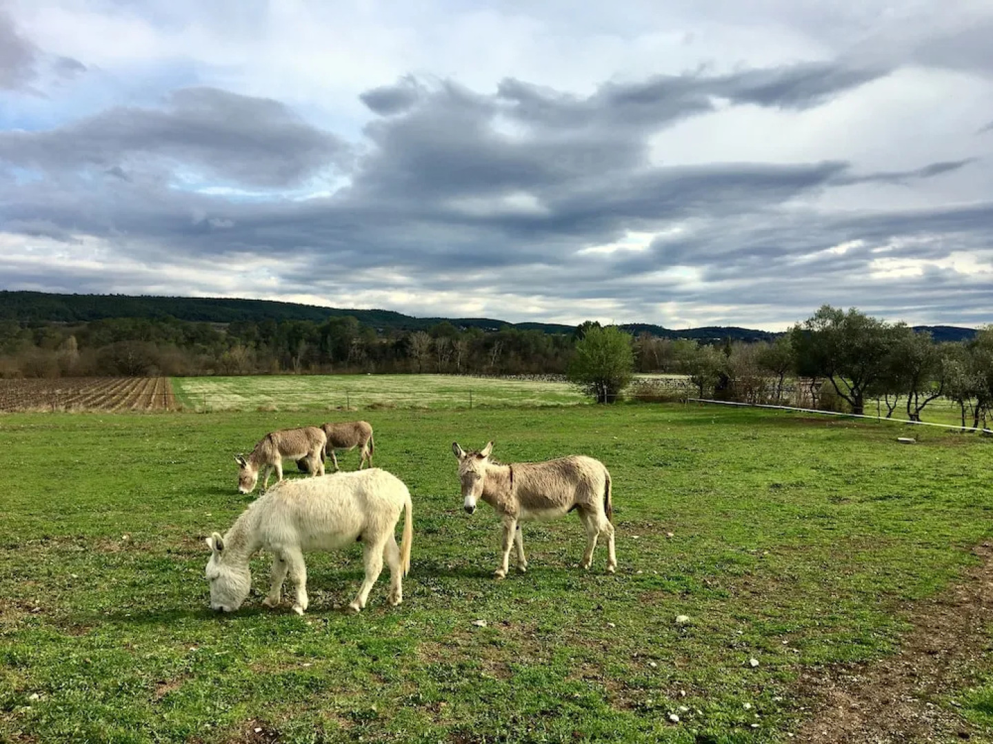 La Colline des Oliviers