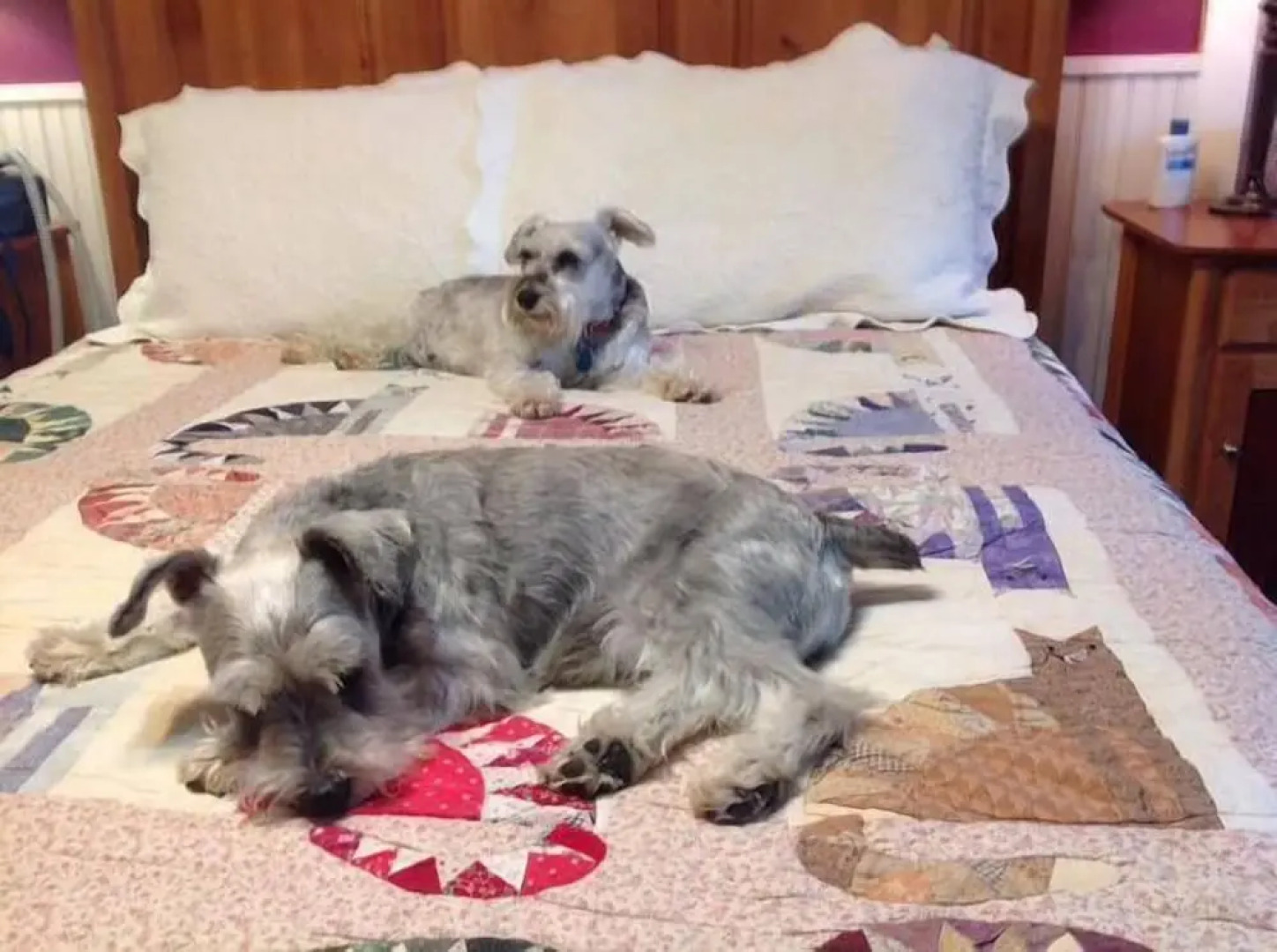 The Feathered Star B&B