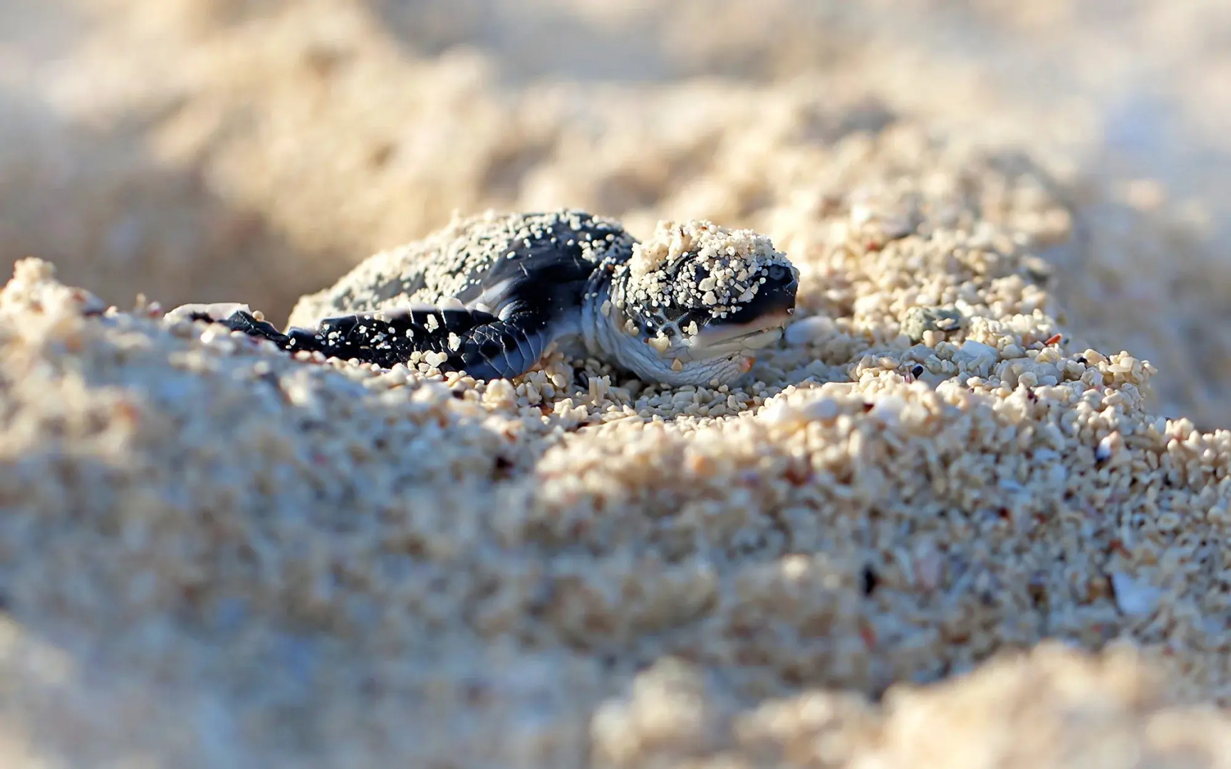 Jumeirah Thanda Island