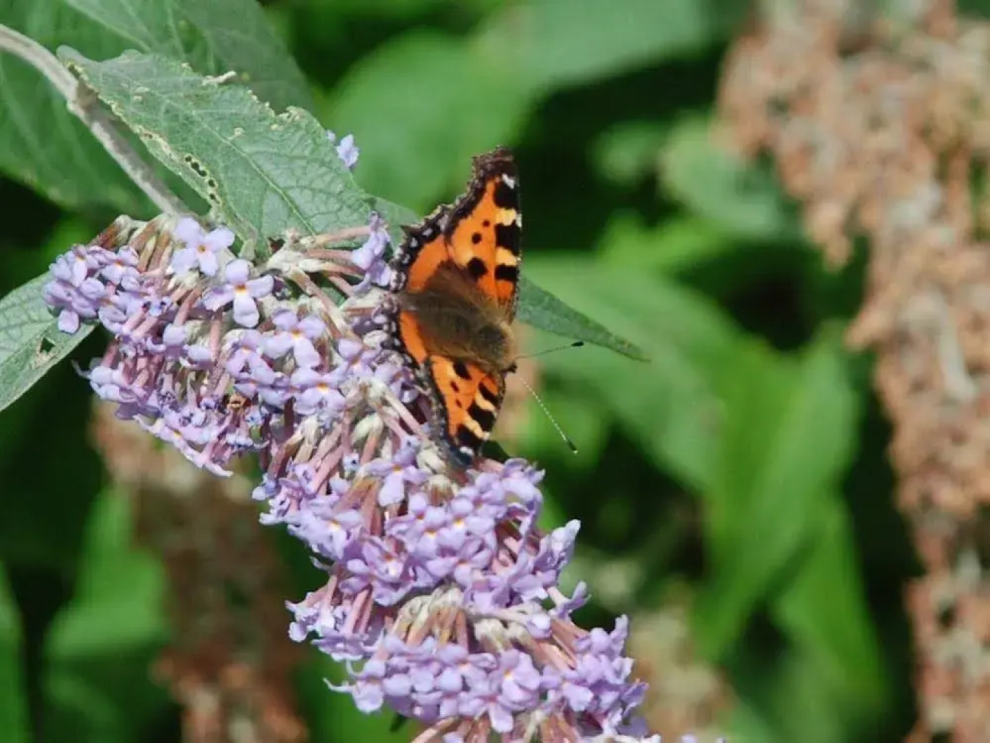 Vicarsford lodge Guest House