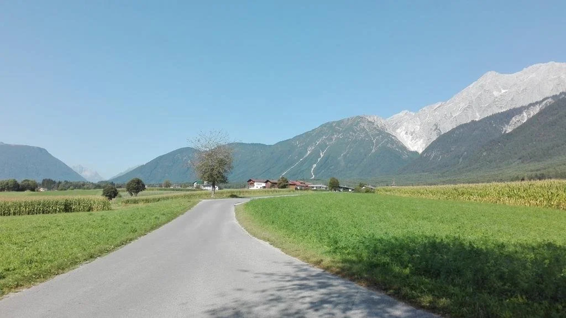 Traube