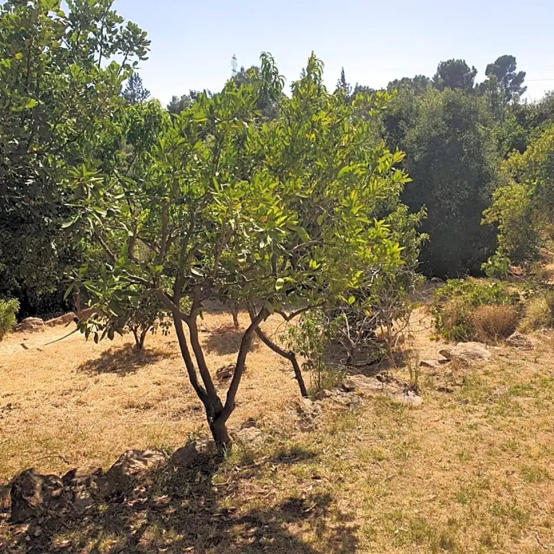 Bloom's Studio הסטודיו של בלום