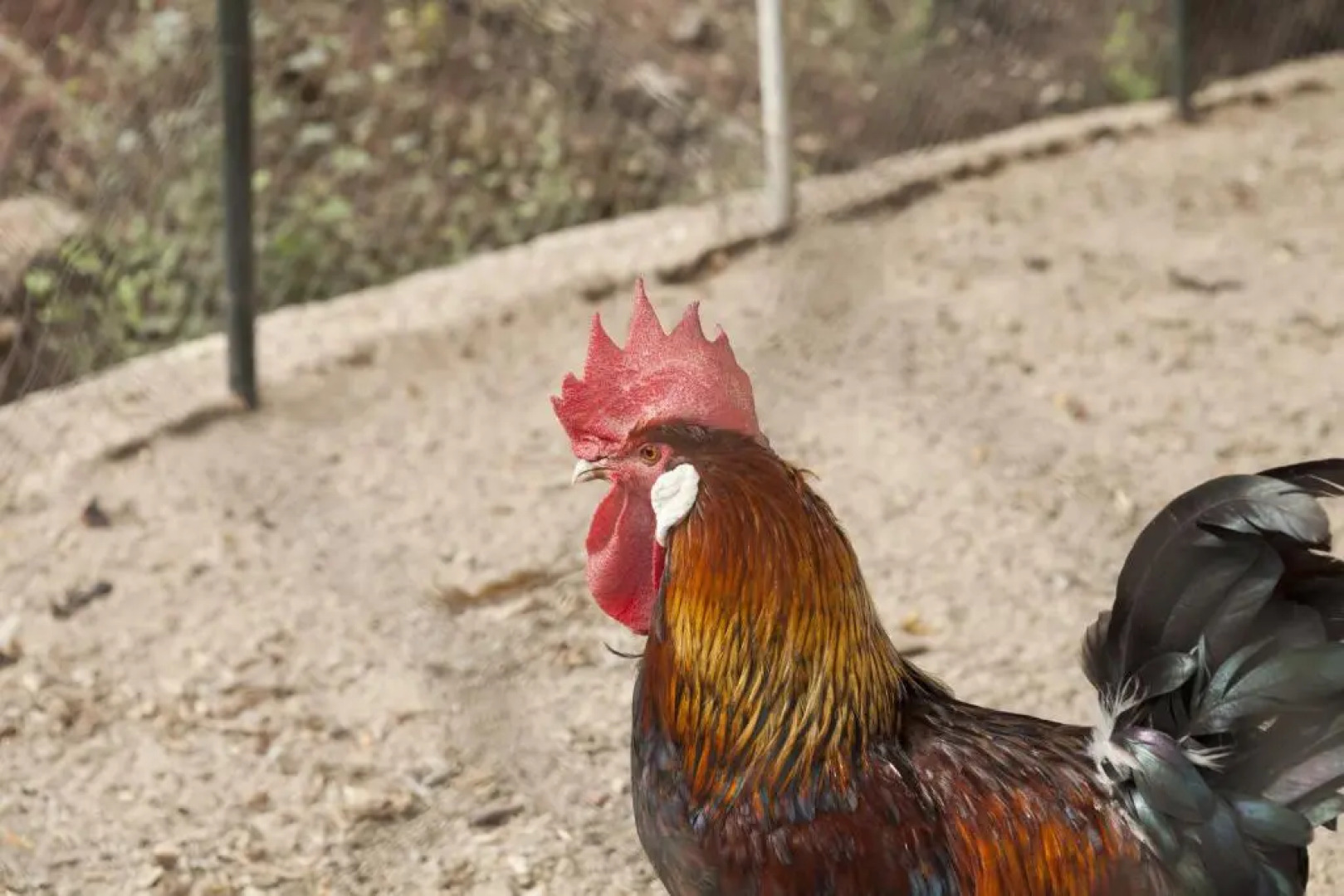 Cortijo La Algallumbilla