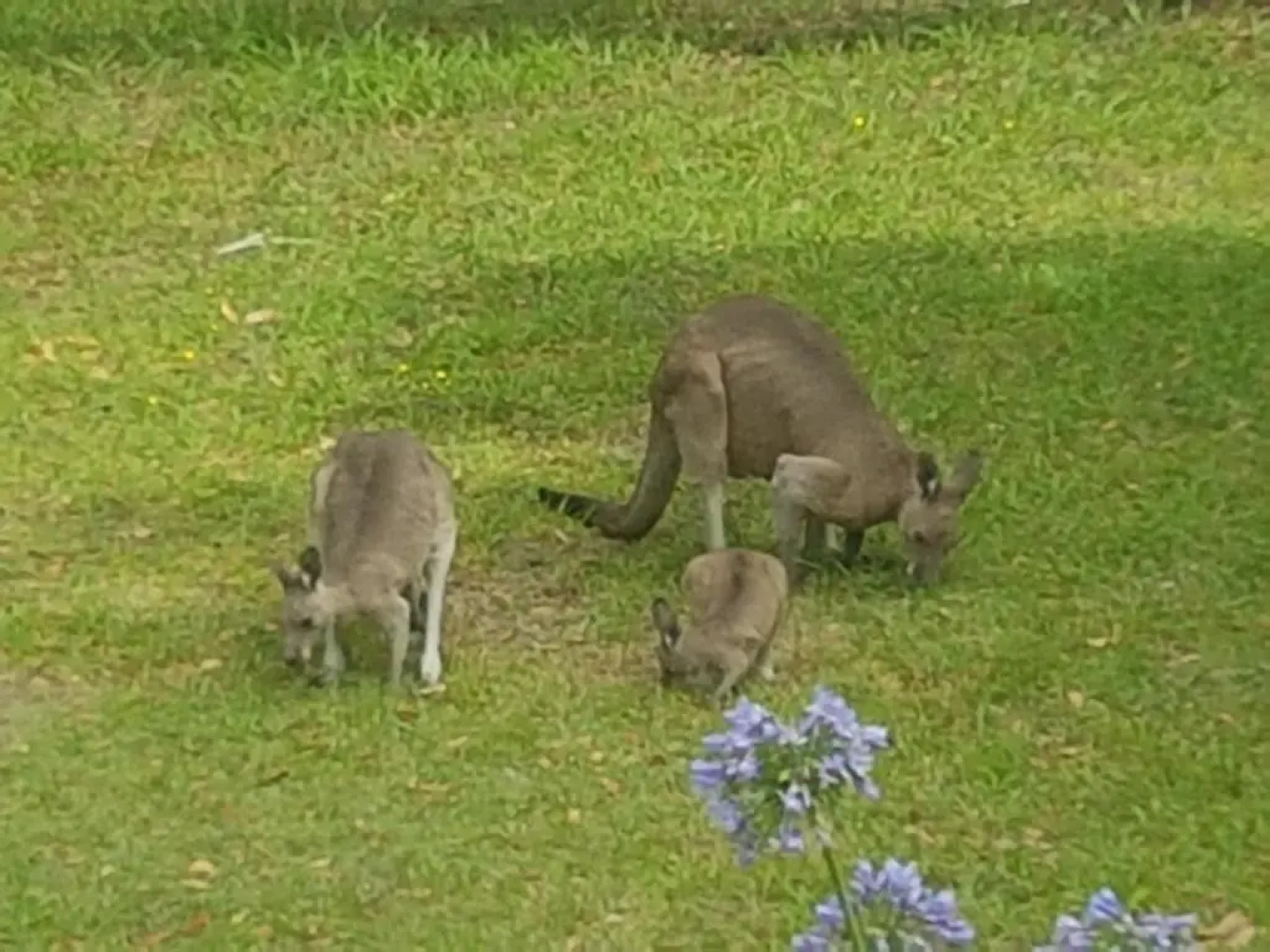 Forest view bungalow