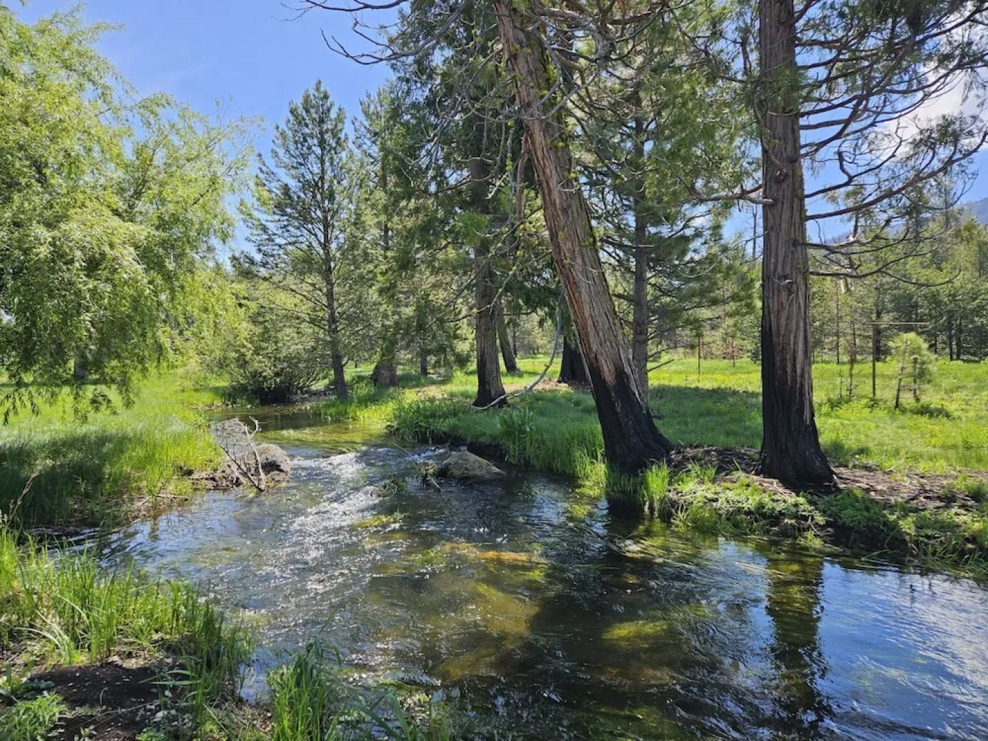 The Black Forest Lodge