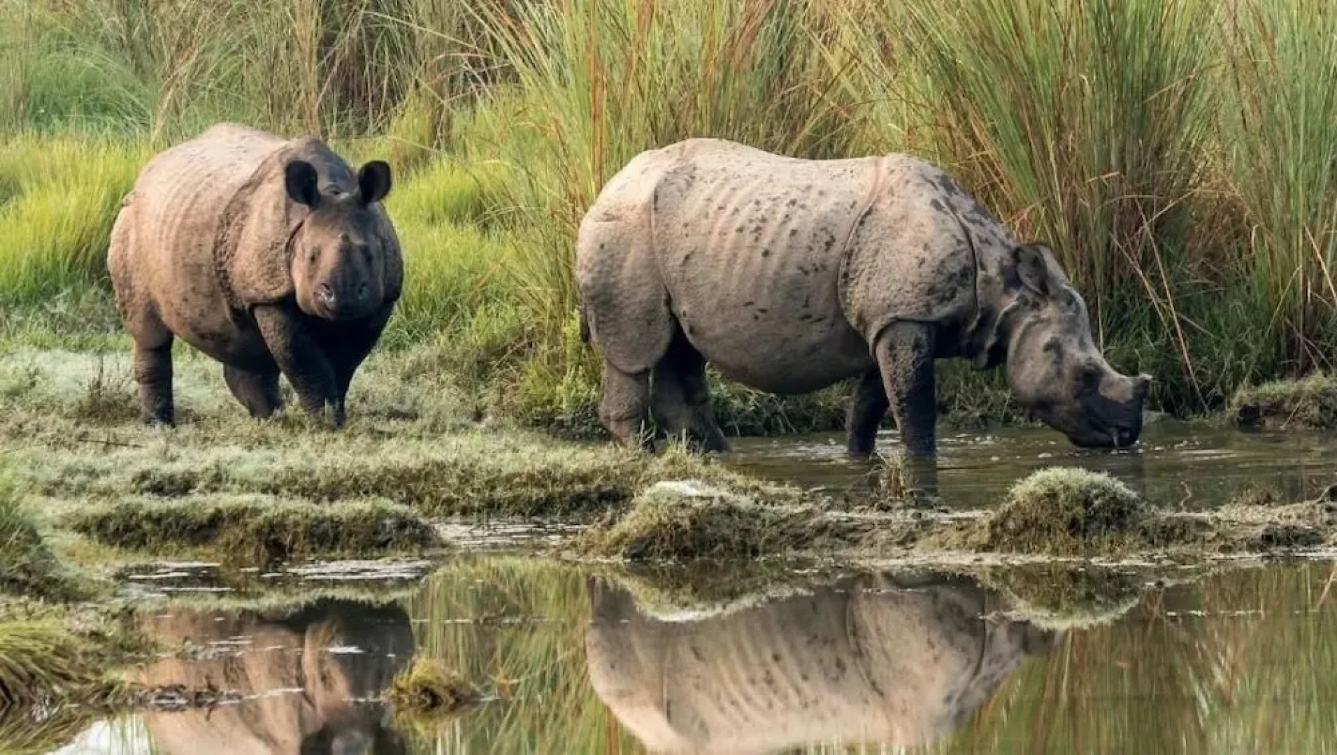 Safari Wildlife Lodge & Camp