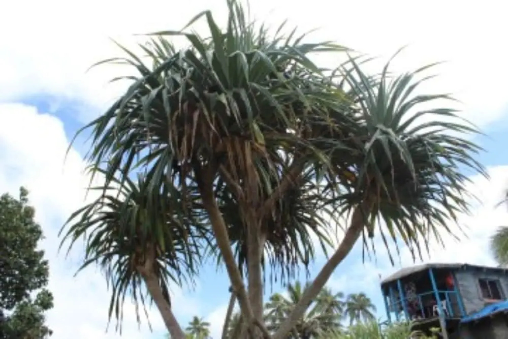 Tanna Ikamir Bungalows and Accomodations