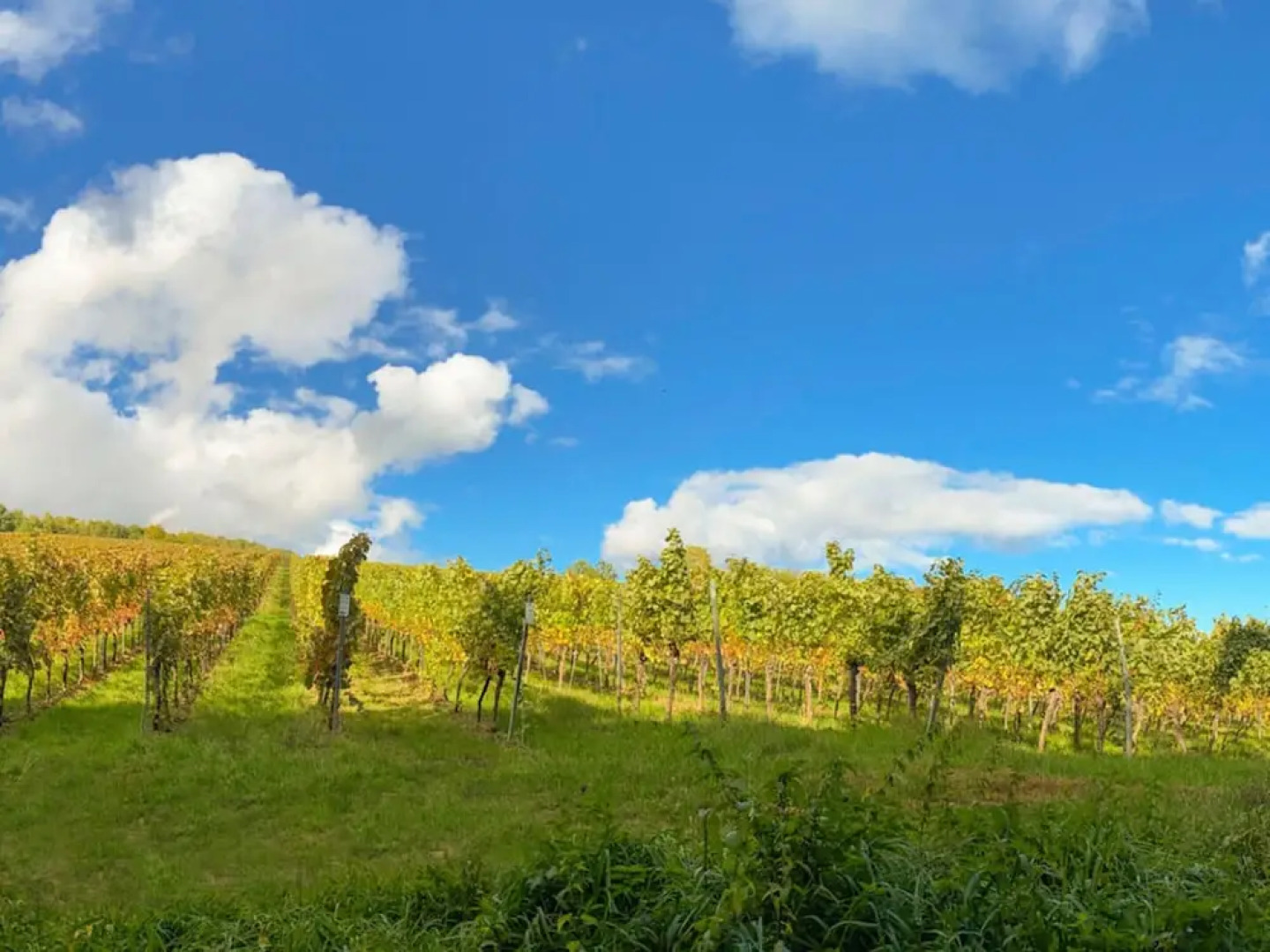 Holiday Apartment Faller-greiner