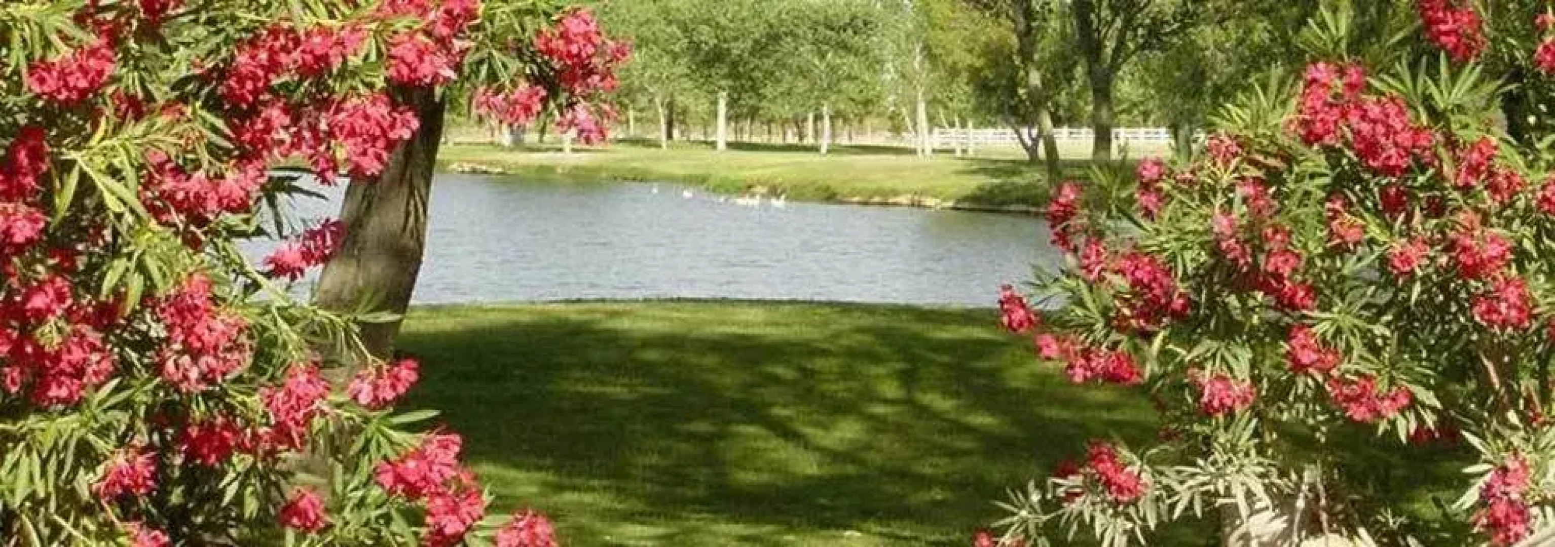 Silver Saddle Ranch & Club