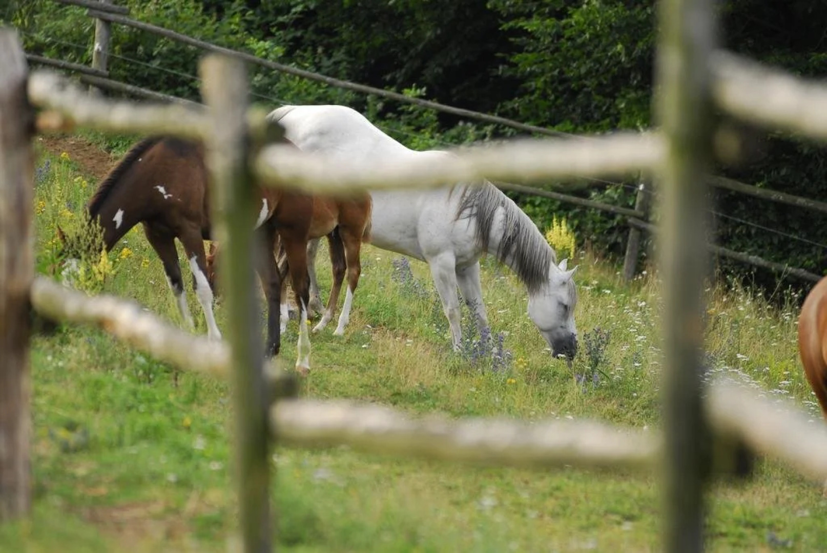 Penzion U Strakatého Koně