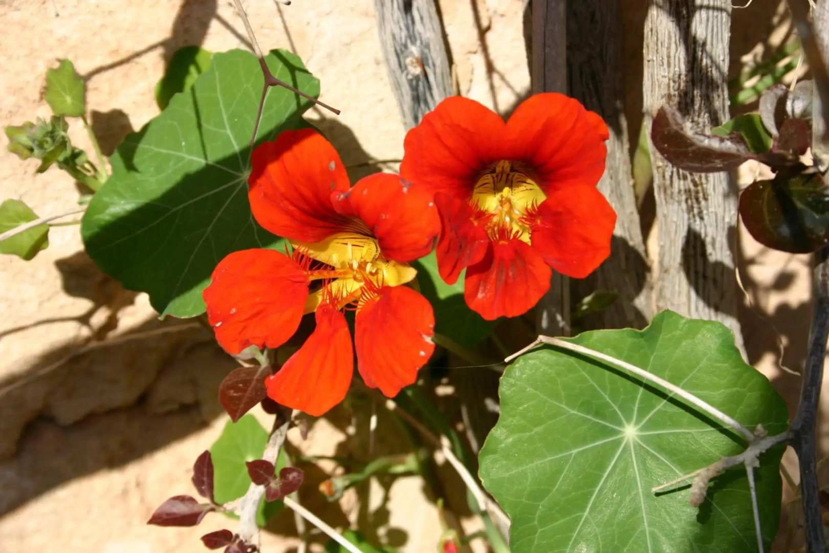 Petit Hotel Es Figueral