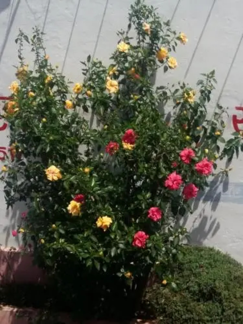 Sarvodaya vishram griha