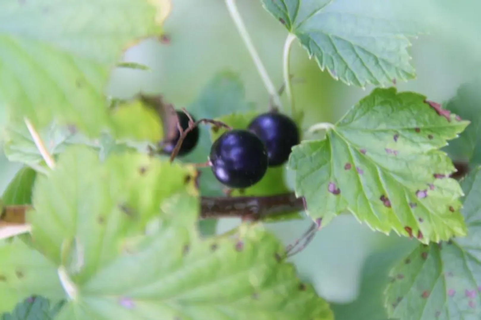 Wirtseppelerhof Apartments