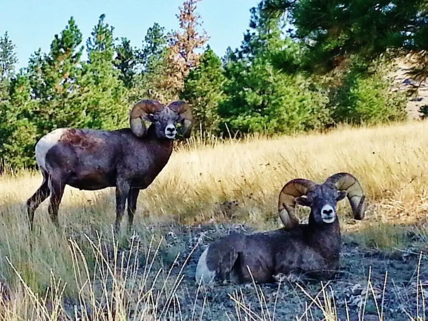 Going-To-The-Sun Inn & Suites