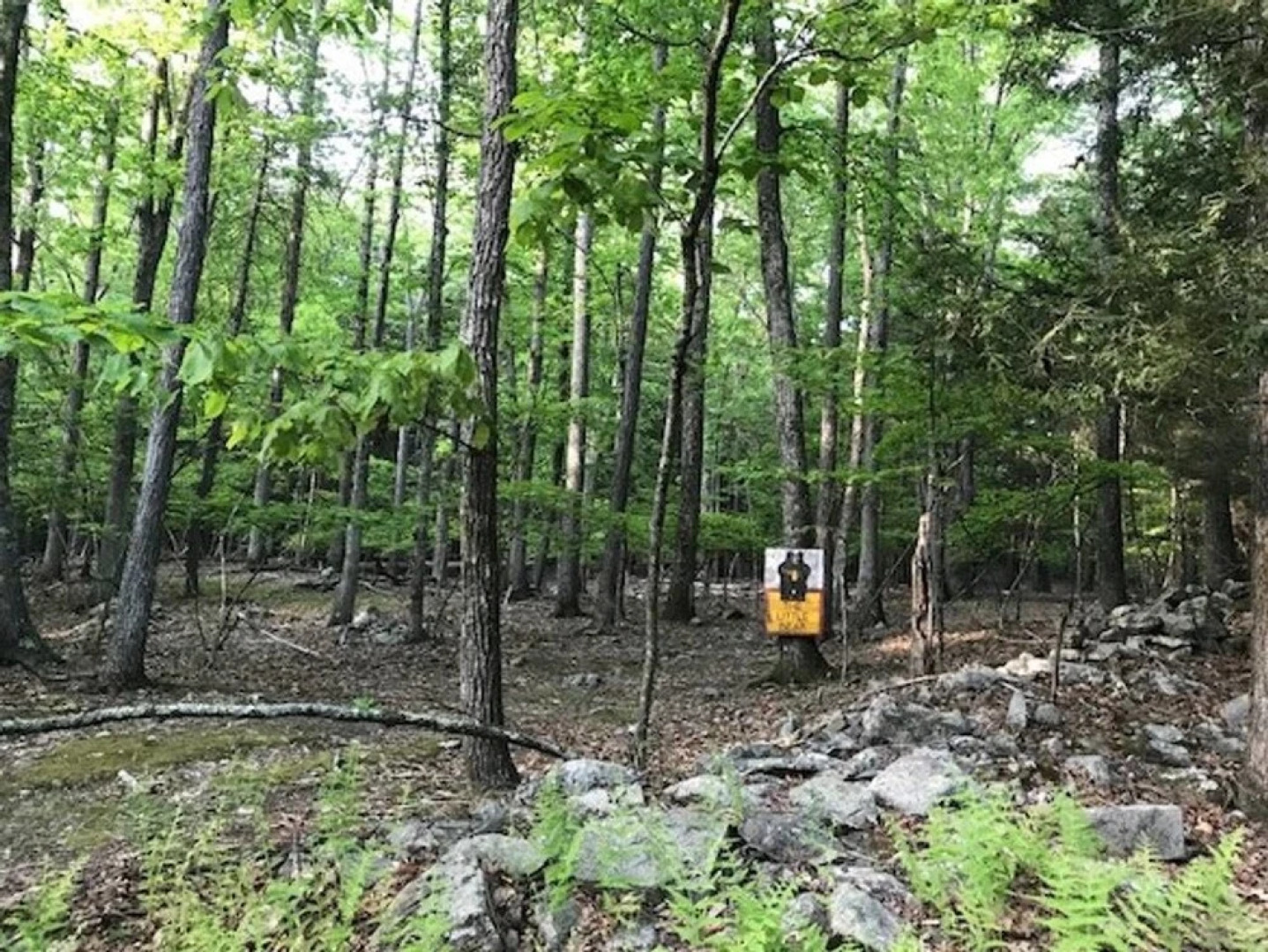 Tentrr - Little Bear