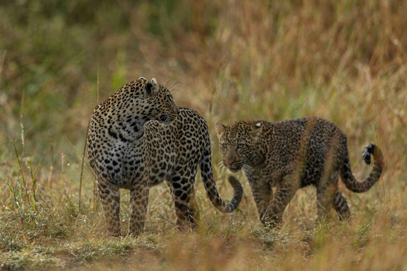 The Ritz-Carlton, Masai Mara Safari Camp