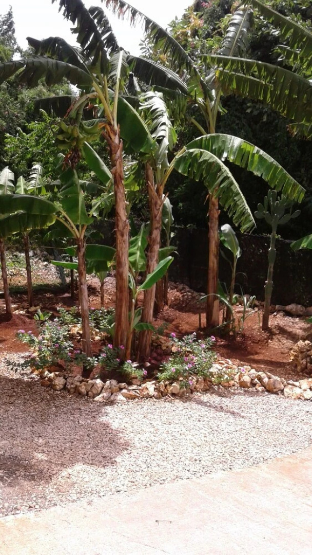 The Tomlinson's House