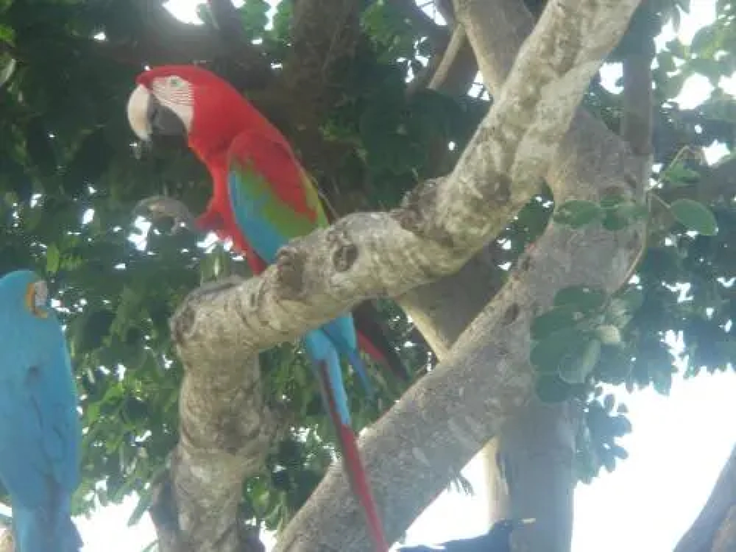 La Pagerie in Carriacou